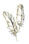 Gilded Barn Owl Feather