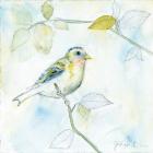 Sketched Songbird I