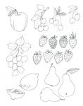 Line Art Fruits