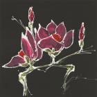Magnolia on Black III