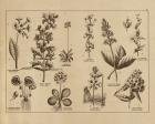Botanical Floral Chart I Vintage