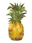Harriets Pineapple I