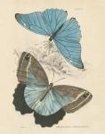 Assortment Butterflies I