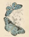 Assortment Butterflies II