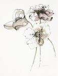 Three Somniferums Poppies Neutral