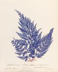 Botanical Fern XVIII Blue