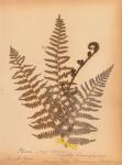 Botanical Fern IV