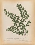 Botanical Fern III Mossy Green