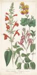 Salvia Florals I