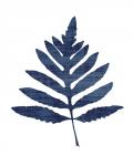 Fern Indigo