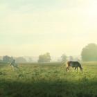 Farm Morning I Square