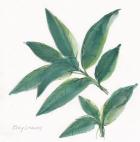 Bay Leaf