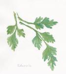 Chervil