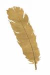 Pure Gold Feather V