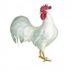 Noble Rooster I on White