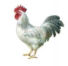 Noble Rooster IV on White