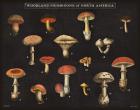 Mushroom Chart I