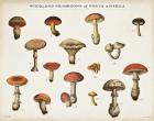 Mushroom Chart I light