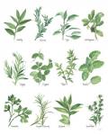 Herb Chart