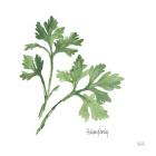 Italian Parsley