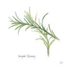 Variegated Rosemary