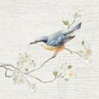 Nuthatch Vintage