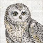 Beautiful Owls II