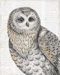 Beautiful Owls IV