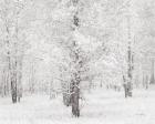 Snow Covered Cottonwood Trees