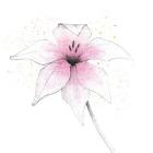 Pink Graphite Flower V