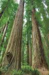 Redwoods Forest I