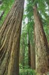 Redwoods Forest II