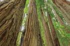 Redwoods Forest IV