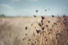 Falling Queen Annes Lace I Crop