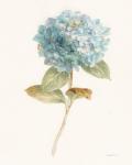 Garden Hydrangea