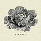 Linen Vegetable BW Sketch Lettuce