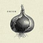 Linen Vegetable BW Sketch Onion