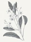 Neutral Botanical V