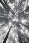 Fir Trees I BW