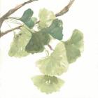 Gingko Leaves I on White