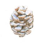 Into the Woods Pinecone I