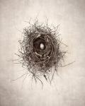 Nest I