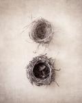 Nest IV