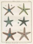 Histoire Naturelle Starfish I