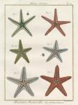 Histoire Naturelle Starfish II