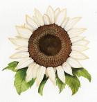 Autumn Elegance White Sunflower