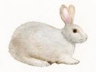 Spring Bunny IV White