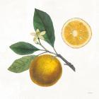 Classic Citrus II