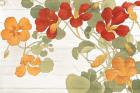 Summer Nasturtiums Cottage