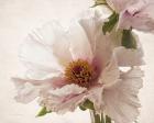 Translucent Peony V